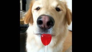 Loveable dog is in heaven as he savors a lollipop