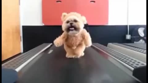 Cute fluffy Dog starts training