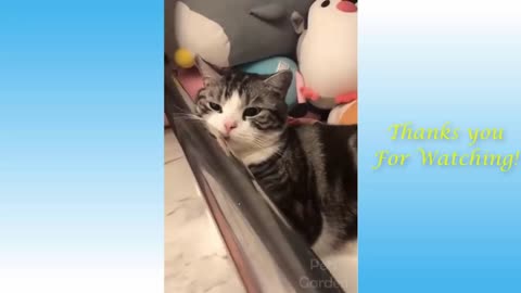 funny moments cats and dogs 18#