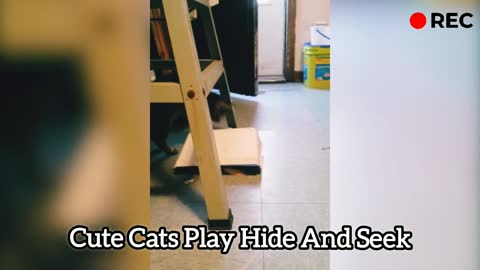 Cute Cats Play Hide And Seek