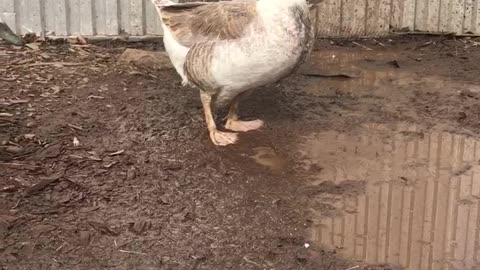 Bert, my special needs goose. Wheezy scared by duck.