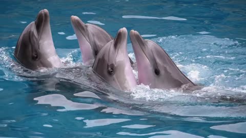 Dolphins dancing at a show
