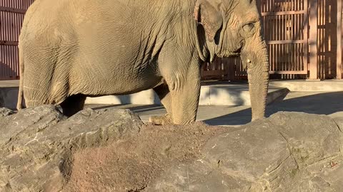 Elephant walking