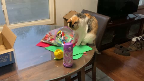 Little and Pitter Sitting On Table, Licking A Bag And Sniffing Jacket!