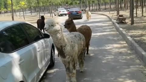 Alpaca ostrich horse yak