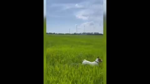 Dog jumping in a funny way