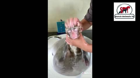 Cute and funny monkey take a shower