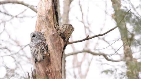 Barred Owl