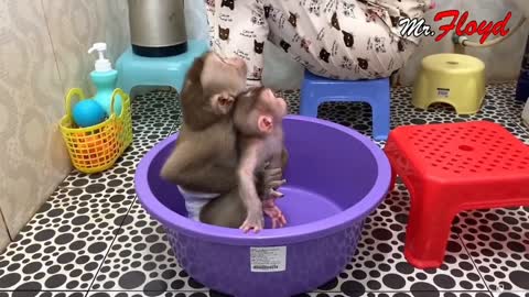 cute baby monkey taking a bath