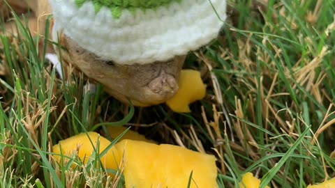 Cute tortoise enjoys mangos in funny hat. Mango Madness!