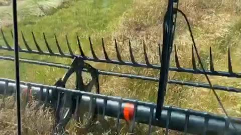 The daily routine of the child's father working hard on the farm