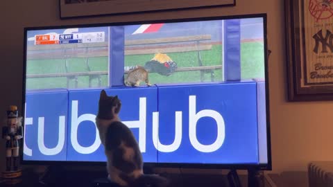 Cat watches cat at Yankee game