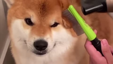 Trimming Time For Cute Shiba Inu Dog, Funny