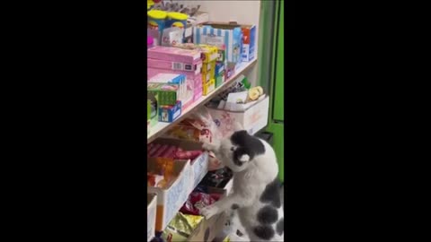 Funny animals - Funny cats / dogs - Funny animal videos