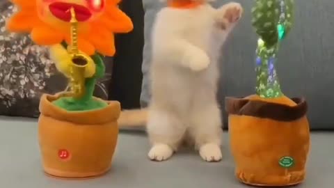 cute cat and kitten videos