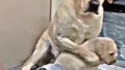 Mother Dog Caring for Her Puppy Heartwarming Moments