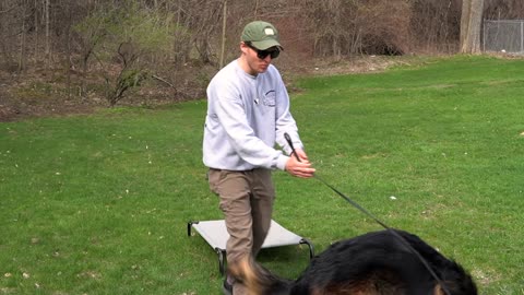 THE BIGGEST OVERLOOKED DOG TRAINING