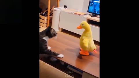 Best Funny # Funny animal# comedy video