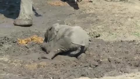 Baby elephant plonks down in the mud, struggles to get up
