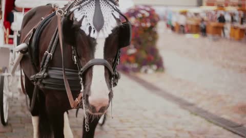 A close-up of horse harnessed to a beautiful festive carriage that is standing on a cobbled square