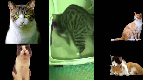 Cute & funny cats compilation || baby cute cat videos || funny cat videos || cute cat videos