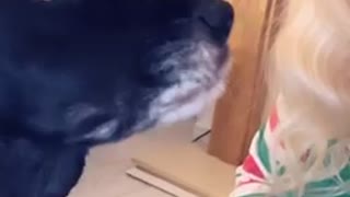 Naughty Cocker Spaniel says sorry