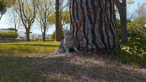 Cats with relaxing sound