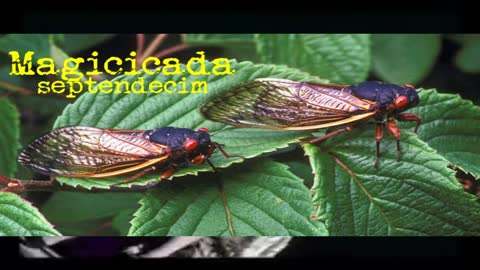 The Band Winger Wrote a song about Cicadas