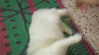 Big Male White Cat Plays With Owner