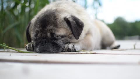 Brown baby pug who fell asleep during a walk