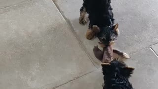 Yorkie Puppies Play Tug of War