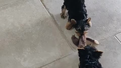 Yorkie Puppies Play Tug of War