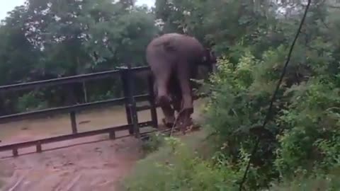 Incredibly smart elephant climbs metal fence to find food