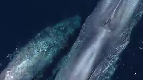 109 seconds of Whale breathing.