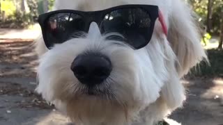 White dog wearing sunglasses and looking around