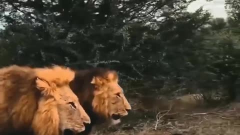 Lion 🦁🦁 and lioness walking style|| 🦁 Lions funny videos