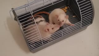Rats hanging out. Baby rat intro.