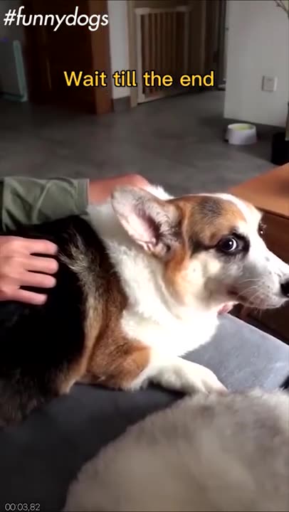 super funny dog videos !! Tiktok Compilation #1