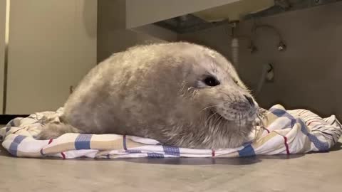 3-weeks old baby seal rescued by Panjin Harbor Seal Protection Volunteer Association