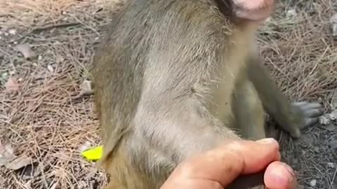 Cute Baby Monkeys|Holding Hands with a Baby Monkey|Thailand must (not) Do|