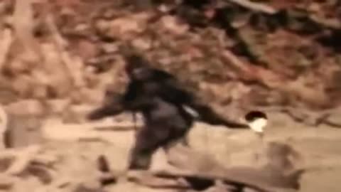 Bigfoot Videos Sasquatch Video - Strange Creatures