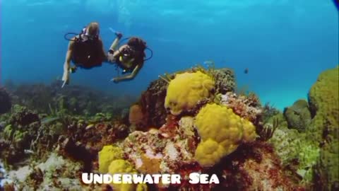 Brave Scuba drive For explore Underwater sea Beauty