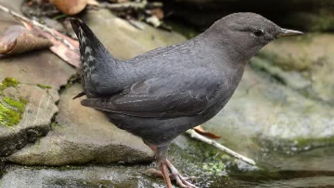 THE DIPPER IS A BIRD THAT CAN WALK ALONG THE BOTTOM OF MOUNTAIN RIVERS & IT’S CHICKS ARE ABLE TO WALK ON WATER FROM BIRTH