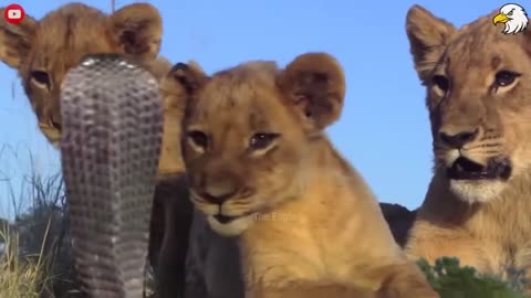 Lion were attack by a venomous snake video