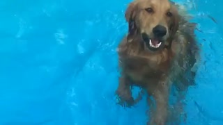 Golden retriever enjoys swimming and snacks