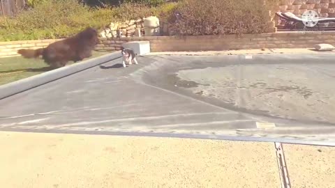 Cavalier uses pool cover to escape from Newfoundland dog