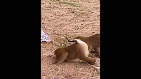 funny animals 2022 - best pets video