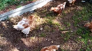 Chickens growing April 2019