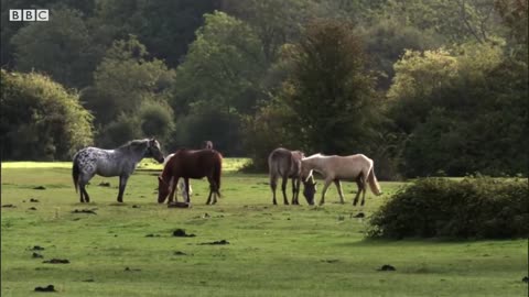 Pony Drift: The British "Wild West" | BBC Earth