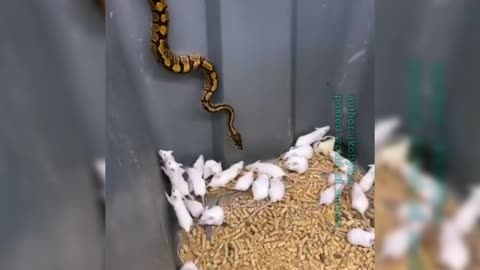 Snake vs rat catch